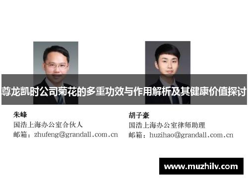 尊龙凯时公司菊花的多重功效与作用解析及其健康价值探讨