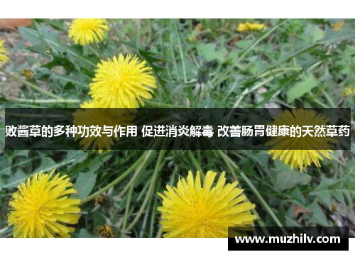 败酱草的多种功效与作用 促进消炎解毒 改善肠胃健康的天然草药